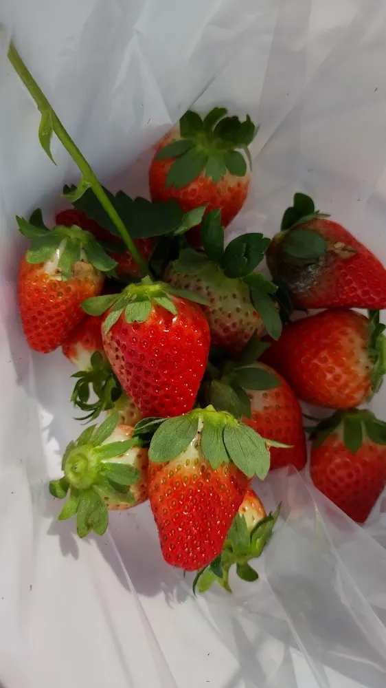Strawberries
